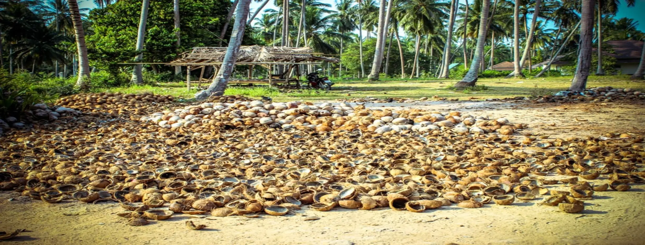 Image for Coconut Farm